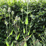 Cardère sauvage - Dipsacus sylvestris