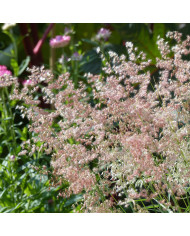 Mélisse officinale