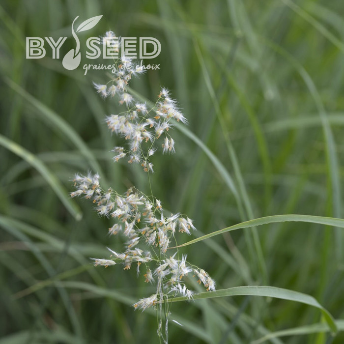 Melinis minutiflora Silver Queen