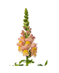 Muflier Snapstar Champagne