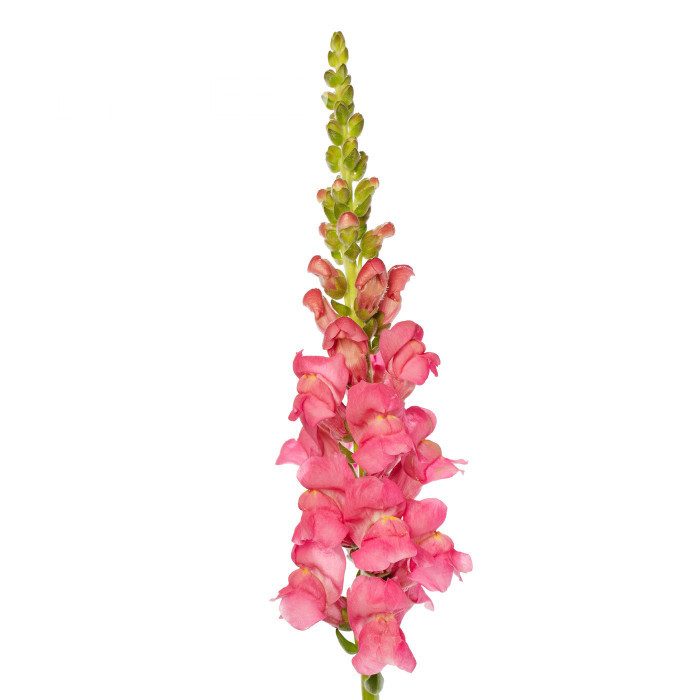 Muflier F1 Avignon Cherry Rose II