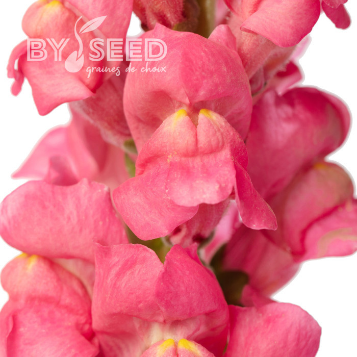 Muflier F1 Avignon Cherry Rose II