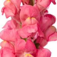 Muflier F1 Avignon Cherry Rose II