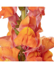 Muflier F1 Avignon Cherry Rose II