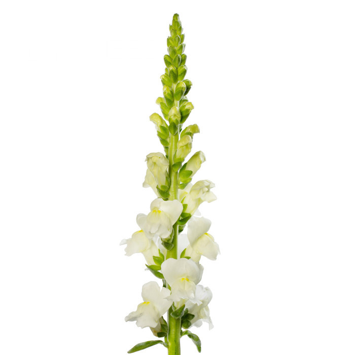 Muflier F1 Avignon Ivory II