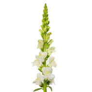 Muflier F1 Avignon Ivory II
