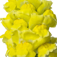 Muflier F1 Nantes Yellow 0