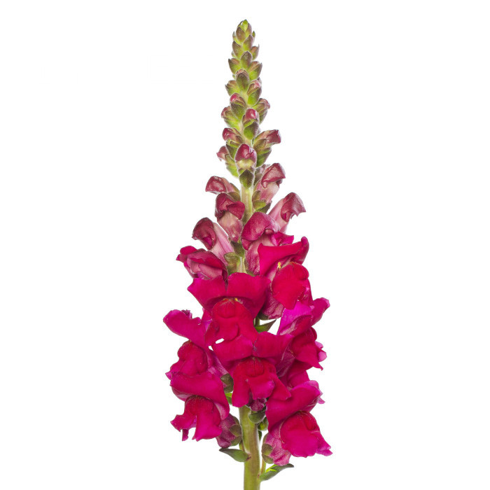 Muflier F1 Orleans Lilac IV