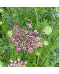 Cardère sauvage - Dipsacus sylvestris
