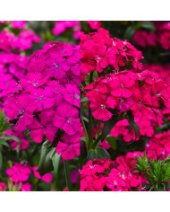 OEillet de poète hybride Amazon Rose Magic