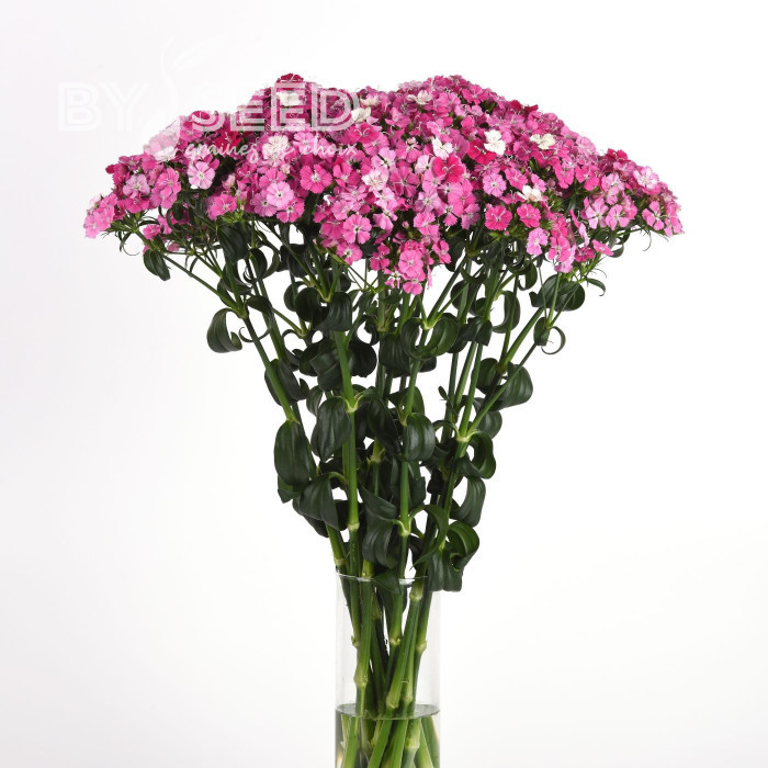 OEillet de poète hybride Amazon Rose Magic