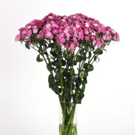 OEillet de poète hybride Amazon Rose Magic