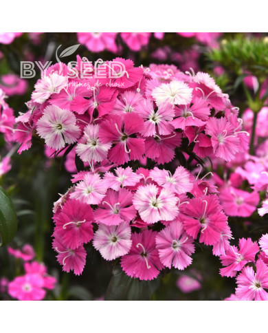OEillet de poète hybride Amazon Rose Magic