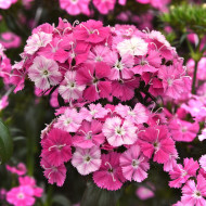 OEillet de poète hybride Amazon Rose Magic
