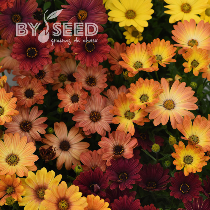 Osteospermum Akila Sunset Shades