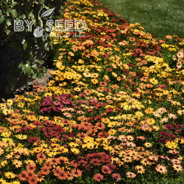 Osteospermum Akila Sunset Shades