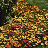 Osteospermum Akila Sunset Shades