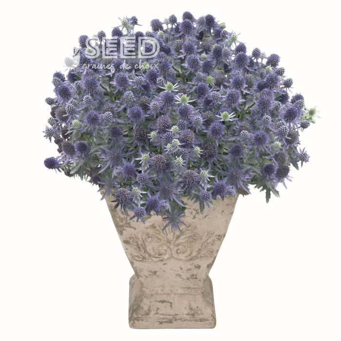 Eryngium planum Blue Hobbit