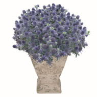 Eryngium planum Blue Hobbit