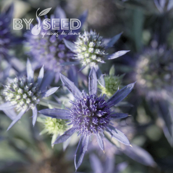 Eryngium planum Blue Hobbit