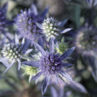 Eryngium planum Blue Hobbit