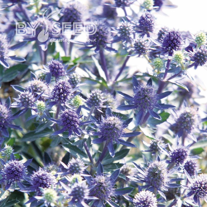 Eryngium planum Blue Hobbit