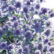 Eryngium planum Blue Hobbit