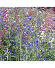 Penstemon barbatus Twizzle Coral