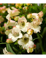 Penstemon barbatus Twizzle Coral