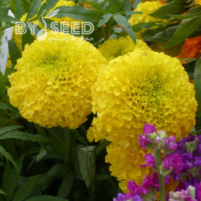 Rose d'Inde Coco Yellow F1