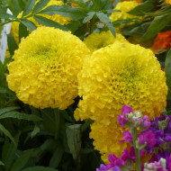 Rose d'Inde Coco Yellow F1