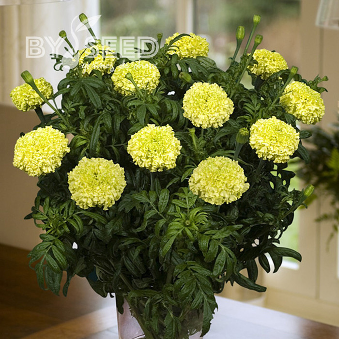 Rose d'Inde Nosento Limegreen F1