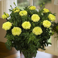 Rose d'Inde Nosento Limegreen F1