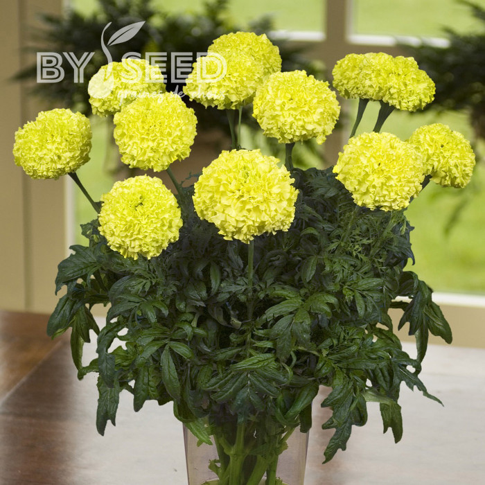 Rose d'Inde Nosento Limegreen F1
