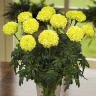 Rose d'Inde Nosento Limegreen F1