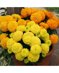 Rose d'Inde Nosento Limegreen F1