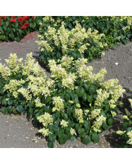 Sauge annuelle Estella Red