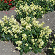 Sauge annuelle Estella White