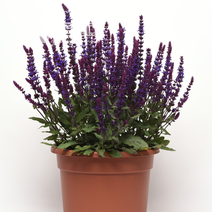 Sauge nemorosa Salvatore Blue