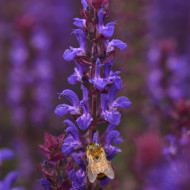 Sauge nemorosa Salvatore Blue