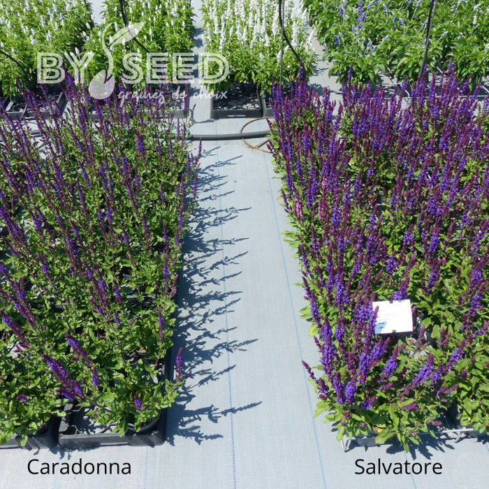Sauge nemorosa Salvatore Blue