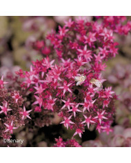 Silene Rosalyn