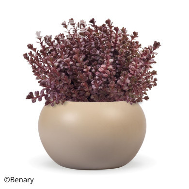 Sedum spurium Voodoo