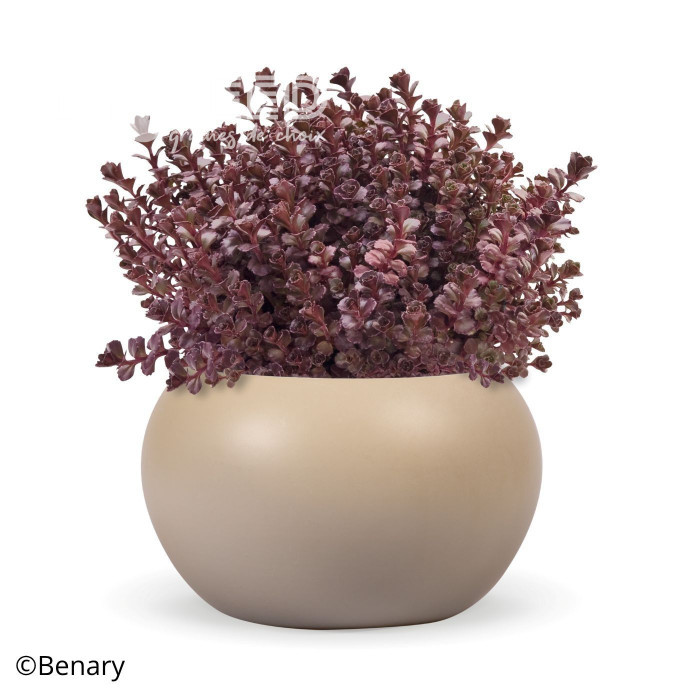 Sedum spurium Voodoo