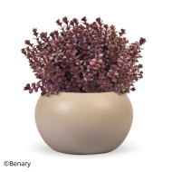 Sedum spurium Voodoo