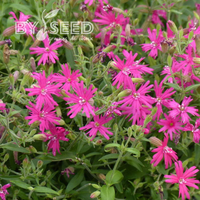 Silene Rosalyn
