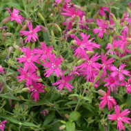 Silene Rosalyn
