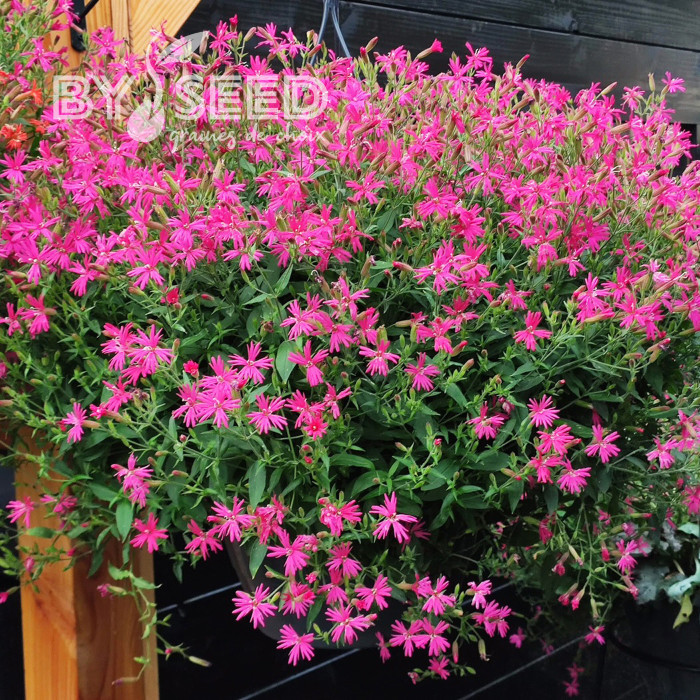 Silene Rosalyn