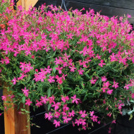 Silene Rosalyn