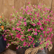 Silene Rosalyn